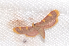 Hypsopygia costalis