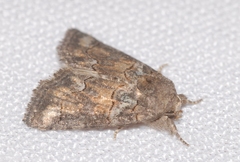 Bryophila vandalusiae