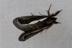 Paratuerta marshalli