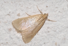 Achyra nudalis