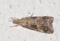 Euchromius cambridgei