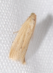 Ematheudes punctella