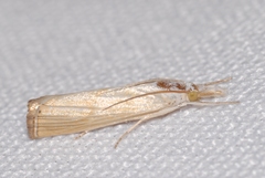 Xanthocrambus delicatellus
