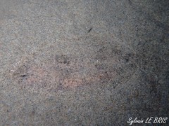Arnoglossus laterna
