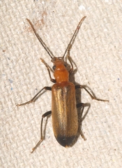 Nacerdes melanura