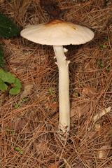 Marasmius nigrodiscus