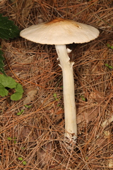 Marasmius nigrodiscus