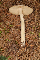 Marasmius nigrodiscus
