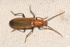 Nacerdes melanura