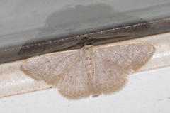 Idaea distinctaria