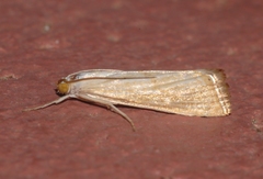 Xanthocrambus delicatellus