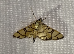 Pardomima callixantha