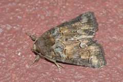 Bryophila vandalusiae