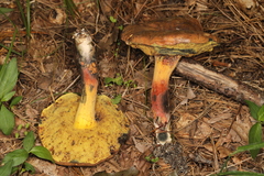 Cyanoboletus cyaneitinctus
