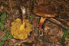 Cyanoboletus cyaneitinctus