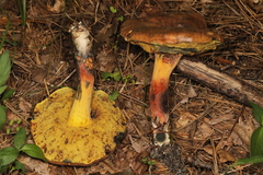Cyanoboletus cyaneitinctus