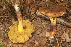 Cyanoboletus cyaneitinctus