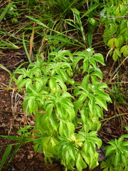 Ertela trifolia