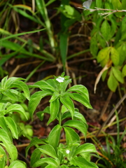 Ertela trifolia