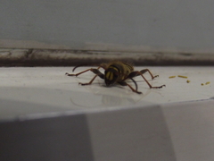 Cyrtoclytus caproides