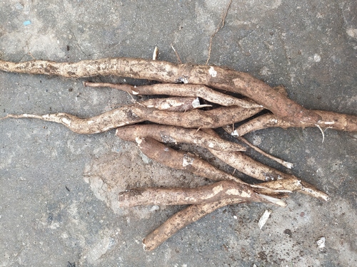 Cassava