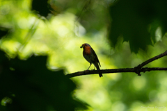 Erithacus rubecula