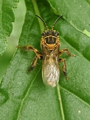 Paratetrapedia flaveola