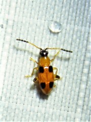 Cornulactica varicornis