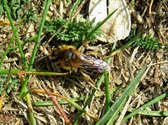 Andrena barbilabris