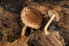 Cystoagaricus