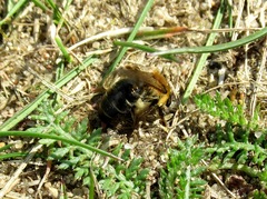 Andrena barbilabris