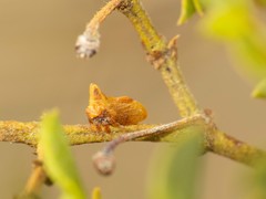 Multareoides bifurcatus