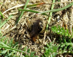 Andrena barbilabris