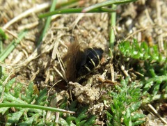 Andrena barbilabris