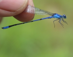 Enallagma semicirculare