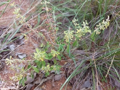 Endostemon tereticaulis