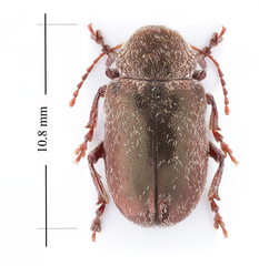 Glyptoscelis pubescens