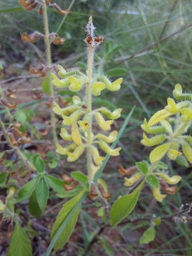 Image of Endostemon tereticaulis by (c) Manuel R Popp, some rights reserved (CC BY)