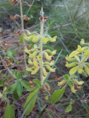 Endostemon tereticaulis