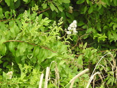 Spiraea salicifolia