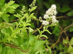 Spiraea salicifolia