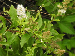 Spiraea salicifolia
