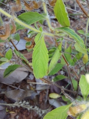 Endostemon tereticaulis