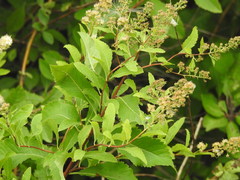 Spiraea salicifolia