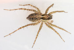 Pardosa pauxilla