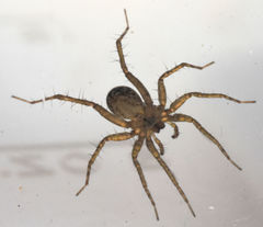 Pardosa pauxilla