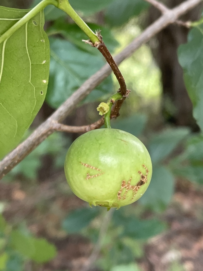 Forest Wild-Medlar