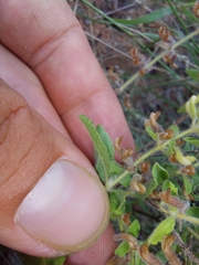 Endostemon tereticaulis