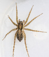 Pardosa pauxilla