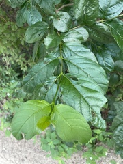 Vangueria cyanescens